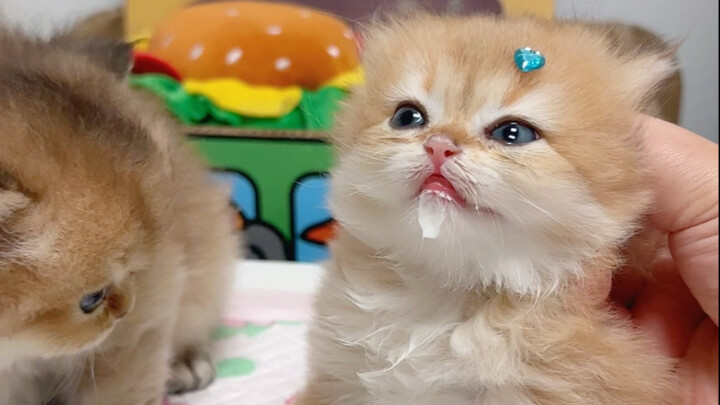 ลูกแมวน้อยดื่มนมจากชามเป็นครั้งแรก ทำไมดูเหมือนเมาไปแล้วนะ～