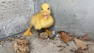 I suspect you're a fake Call duck