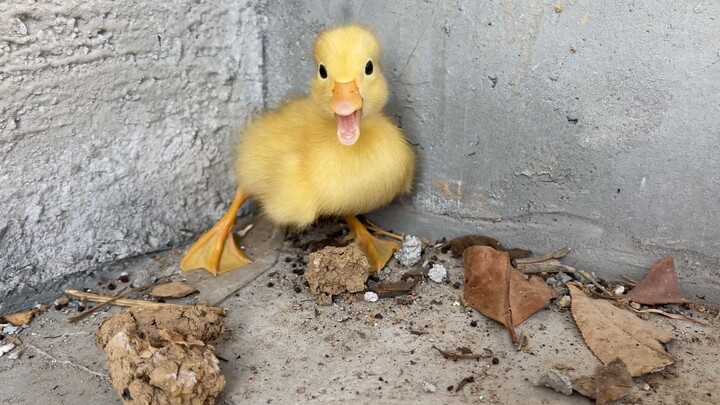 I suspect you're a fake Call duck