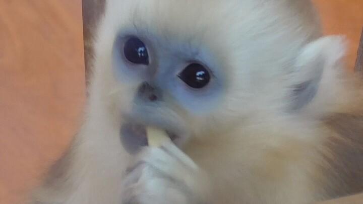 A golden monkey is eating apples elegantly
