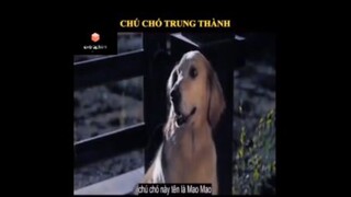 Tóm tắt phim: Chú chó trung thành Mao Mao