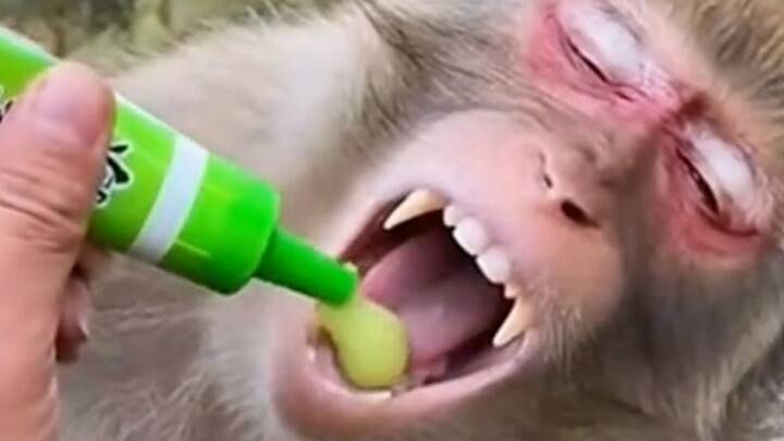 “The Monkey’s Speechless Moments”~