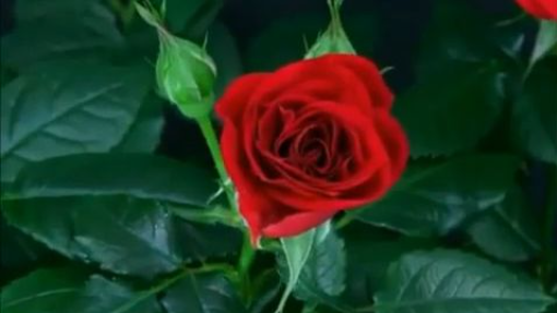 LA BELLEZA DE UNA ROSA