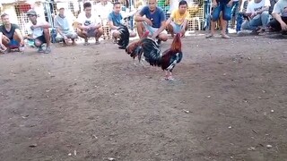 STAG VS COCK #BATANGNEGROS