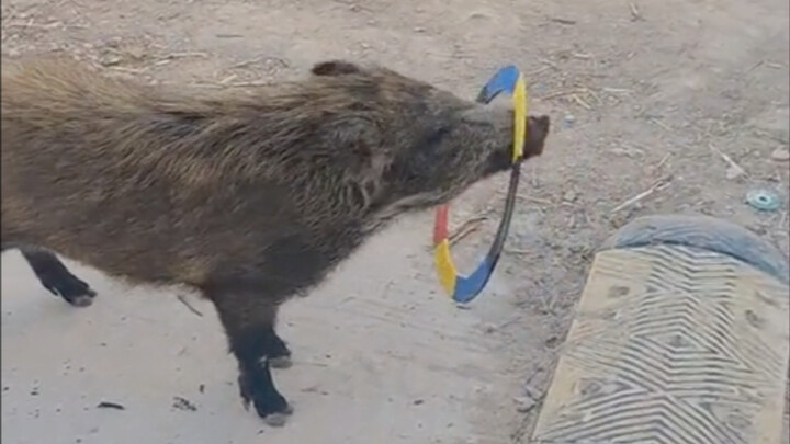 A game I can’t even play—my pig at home beats me at it every time.
