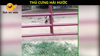 Ôi động vật_ Cười vỡ bụng với những Video hay nhất năm 2018 P7
