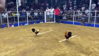 2nd fight Win KiLLBOR LINE Grey the money Maker 4 stag/cock dervy San pascual