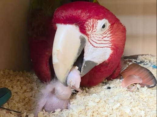 Trời ơi, hóa ra Khỉ Đột cho con mới sinh ăn như thế này à!
