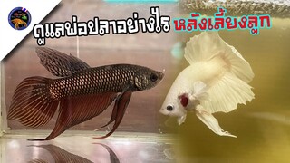 พ่อปลากัดควรพักกี่วัน  ดูแลอย่างไร ขุนอย่างไร หลังแยกจากลูกปลาสไตล์korattv