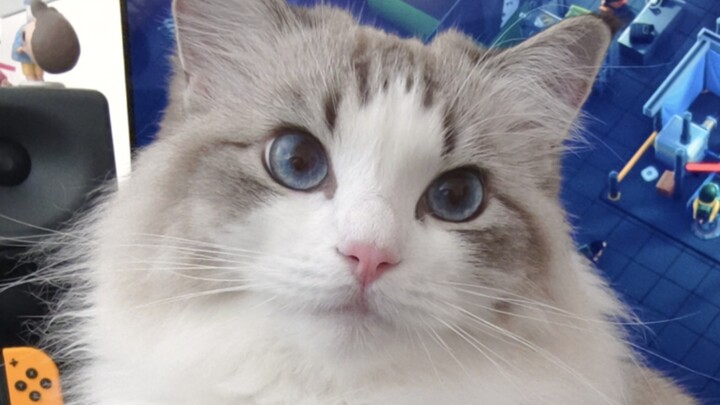 Kucing: Siapa bilang kamu boleh main komputer?