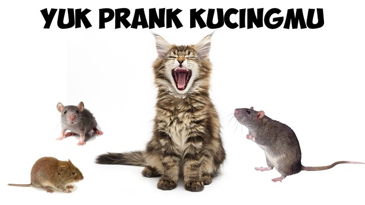 SUARA TIKUS UNTUK PRANK KUCINGMU