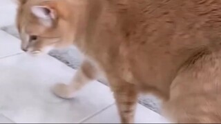 Video by Cats of Instagram (5)