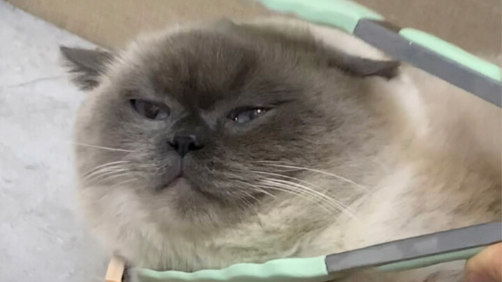 This is what a real “clip cat” looks like