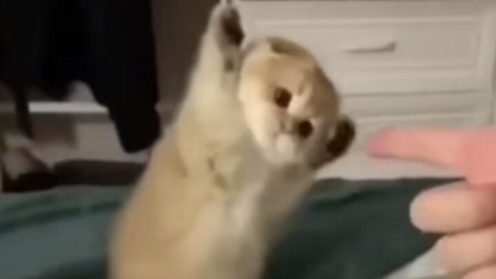 Cat: "Don't shoot, I surrender..."