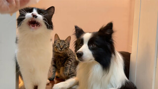 Cute! A dog and two cats are waiting for food