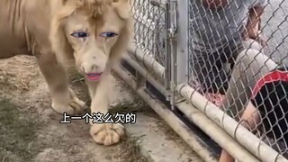 Lion: Stop it, buddy
