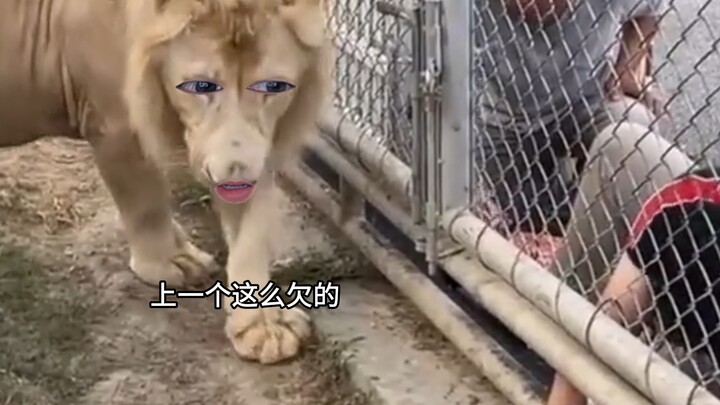 Lion: Stop it, buddy