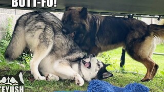 ฮัสกี้ เยี่ยมบ้านเพื่อน! ใช้ BUTT เป็น SHIELD!