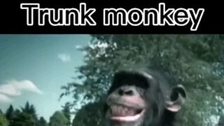 Monkeys in ohio: