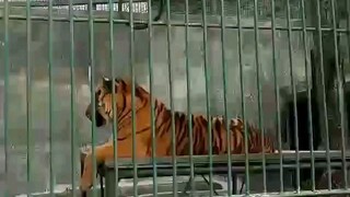 harimau aummm