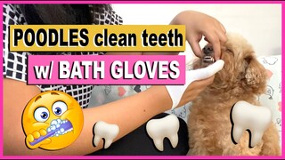 HOW I BRUSH MY DOG'S TEETH | Poodle Mom