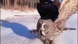 An owl catches a mouse—why doesn’t the mouse run?