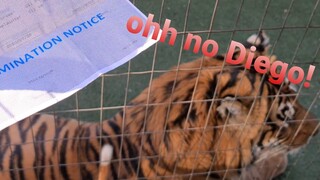 Tiger's response to a notice !