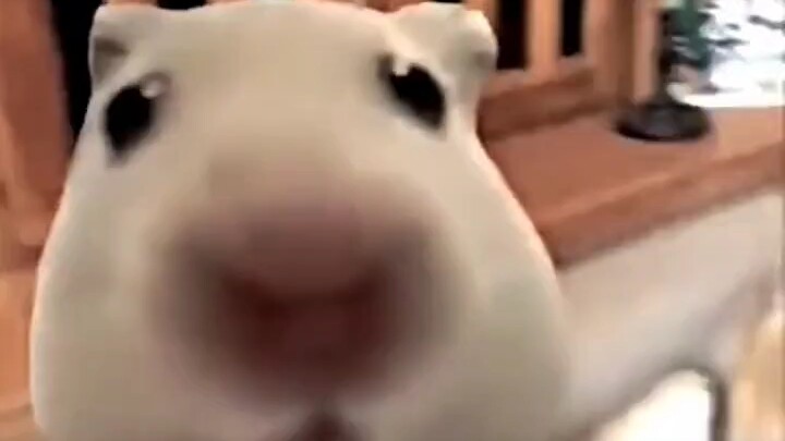 I Wish I Could Turn Into a Little Mouse