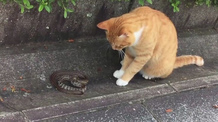 Kucing: Ular Kecil Jangan Takut, Aku Hanya Mau Berteman Denganmu