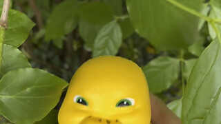 我种的宝贝都成熟啦嘿嘿