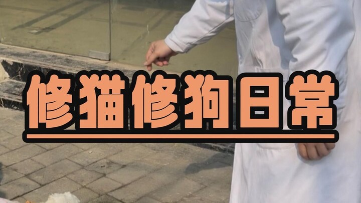 Con mèo nhỏ này thật đáng thương!