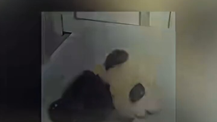 Red Panda: Wait, am I not a national treasure? (Shocked face)