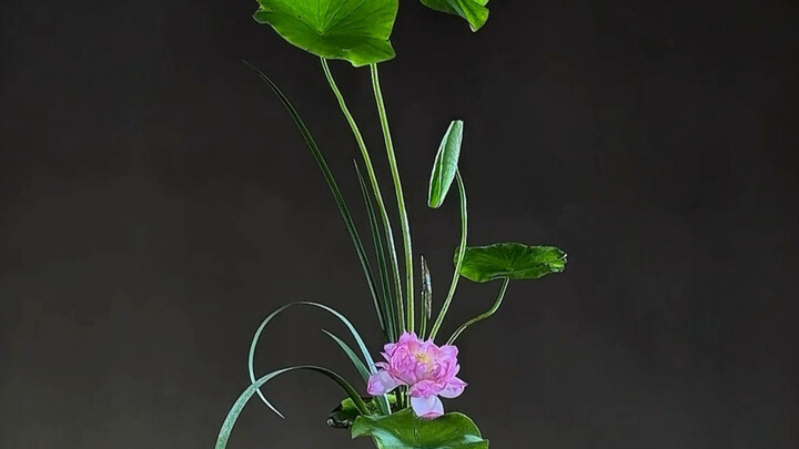 The lotus exudes fragrance, its heart embraces tranquility—lotus leaf and flower arrangement tutoria