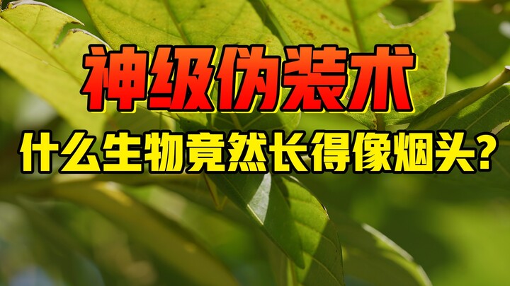 أي كائن حي يشبه أعقاب السجائر؟ أمي تشك في أنني فقدت بصري! لقطات حية تكشف تقنيات التمويه الخارقة لهذه