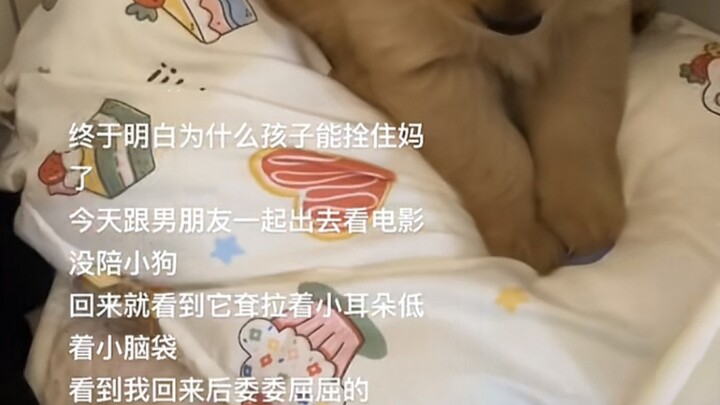 A puppy heartbroken at not being able to see its mom