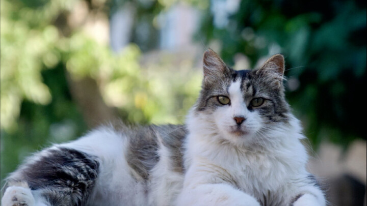 Street Style! Kenapa Semua Orang di Negara Ini Suka Mengelus Kucing?