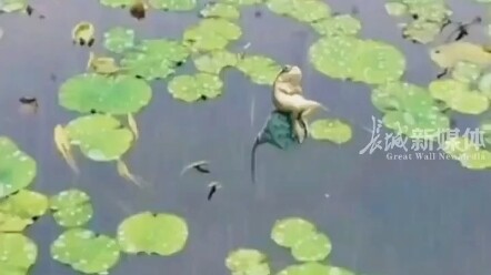 A Frog’s Life