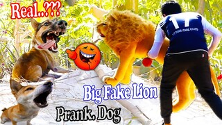 Top Funny Dogs Prank - Big Fake Lion vs Real Dogs Prank Without Stop Laughing - Try Not To Laugh