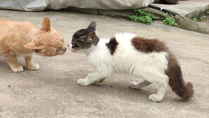 Hari itu, ada seekor kucing lain yang datang ke rumah.