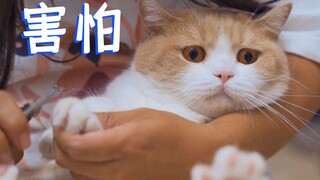 Menemukan bahwa kucing lebih menyukai perempuan, jadi aku mencari seorang gadis imut untuk memotong 