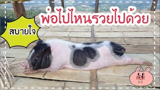 น้องรวยเป็นหมูเทวดาพาไปไหนได้ทุกที่🤗👼🐖🐷