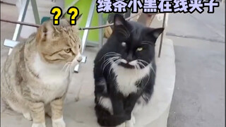 狸花猫：你小子演我呢？
