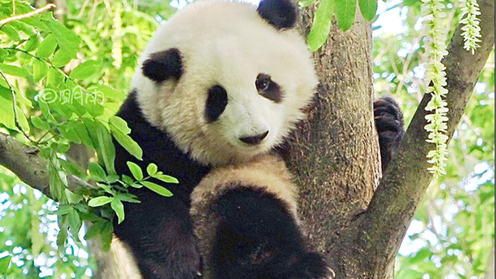 [Giant Panda Hua Hua] Grandpa called for a long time. Just after 6 o’clock, Hua Hua finally climbed 
