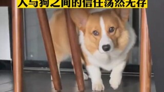 After the dog got into trouble, it hid behind the door and didn’t dare to come out. The owner tricke