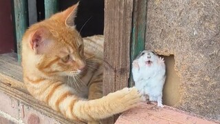 أمي، فاداسي يبدو ميتًا بعض الشيء.