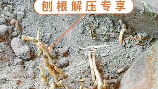 枣树会干翻你的院子，真的植物界霸总！