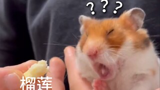 《动物迷惑行为大赏222》