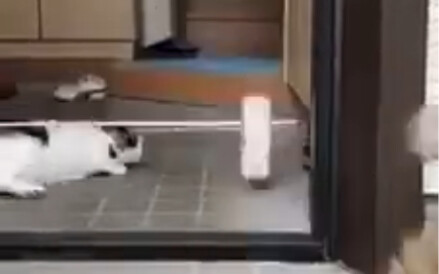 Cat: Not a single cat is innocent when they all escape.