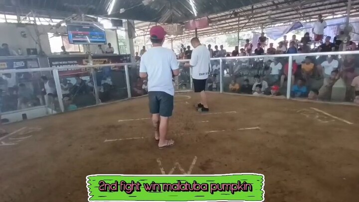 KALUMPIT COCKPIT ARENA 2ND FIGHT WIN MALATUBA PUMPKIN