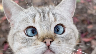 [Zhongnanshan Meow 9] อัปเดตวิดีโอแล้ว มารับชมได้เลย!